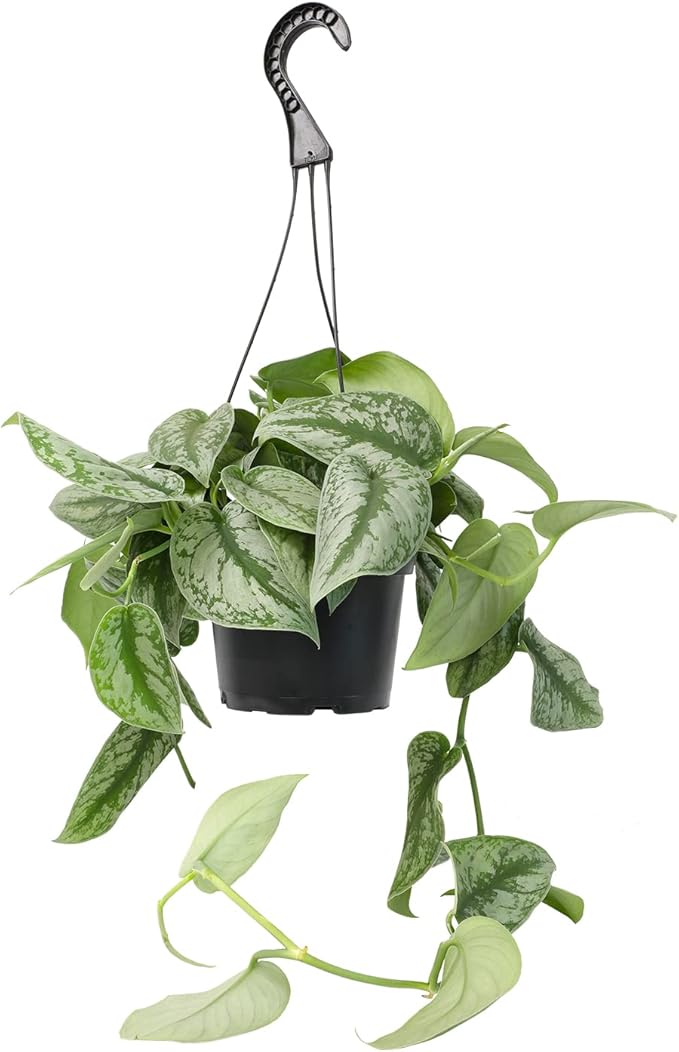 Silver Satin Pothos Plant Live Plant Hanging Basket, Silver Pothos Hanging Plant Live House Plants Indoors, Real Plants Indoor Live Plants Indoor Plants Live Houseplants Live Indoor by Plants for Pets
