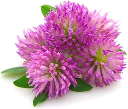 Todd's Seeds Red Clover Seeds, Non-GMO, Chemical Free, High Germination (One Pound)