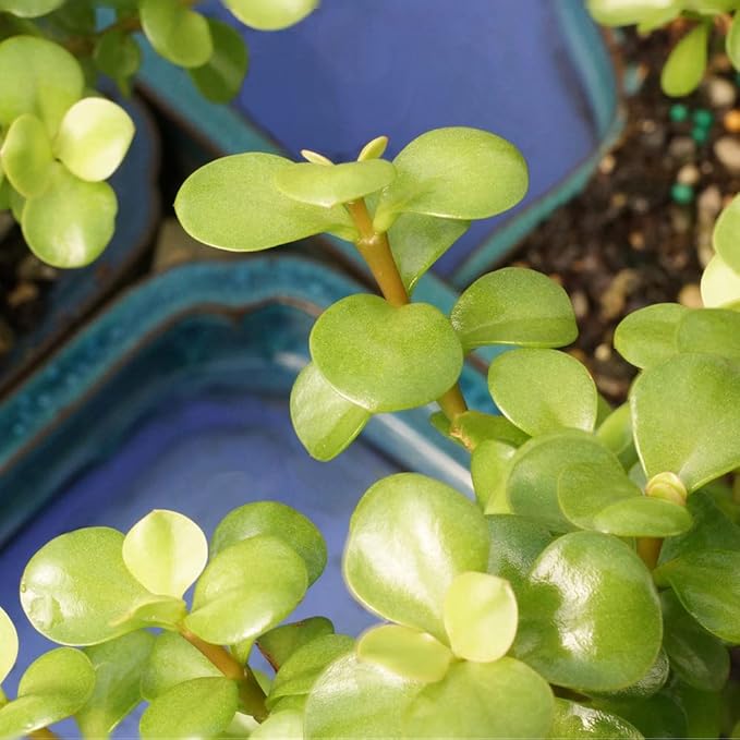 Brussel's Bonsai DT9050WP Indoor Bonsai Tree, Dwarf Jade, MEDIUM, Green