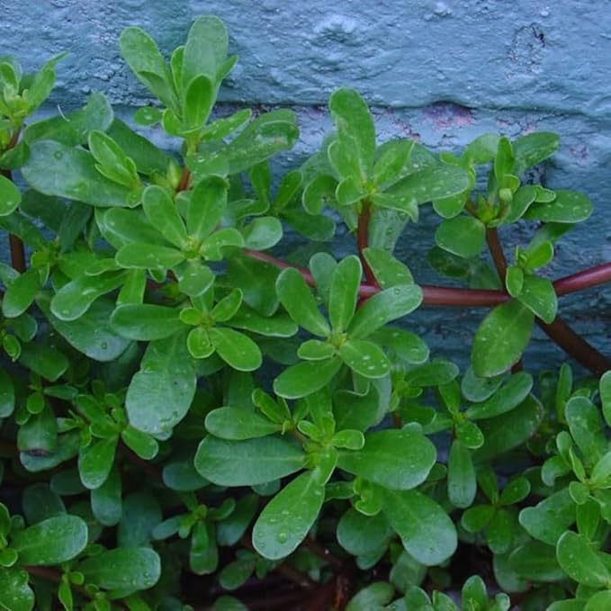 3000+ Green Purslane Seeds for Planting - Rau Sam - Portulaca Oleracea, Edible Plant Non-GMO Heirloom