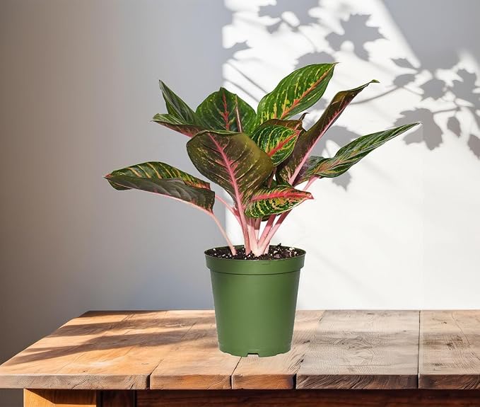 AMERICAN PLANT EXCHANGE Aglaonema Garnet Coltrane, 6-Inch Pot, Easy to Care Indoor Houseplant, Tropical Foliage Exotic Live Plant for Home Office & Garden Décor