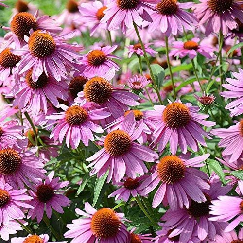 Outsidepride 5 lb. Perennial Echinacea Purple Coneflower Wild Flowers Seeds for Planting