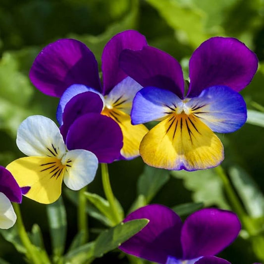 Outsidepride 1/8 lb. Perennial Viola Johnny Jump Up Flower Seeds for Planting