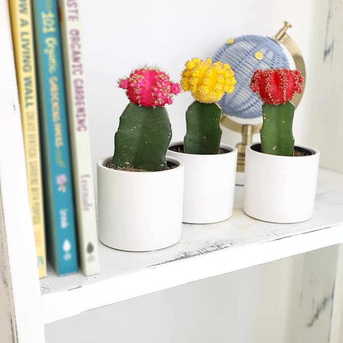 Grafted Cactus Plants Live in White Plant Pots (3 PK), Live Cactus Plant in Cactus Soil Potting Mix, Live Mini Cactus Succulents Plants Live Cacti, Cactus Pots with Live Succulents by Plants for Pets