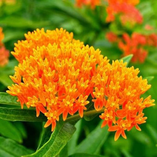 Butterfly Milkweed Perennial Monarch Host Plant Orange Flower Non-GMO 100 Seeds