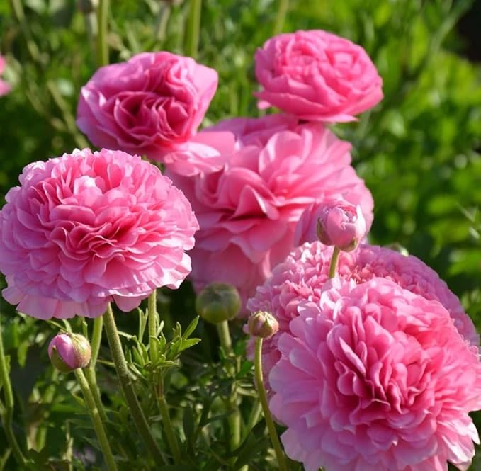 Mixed Peony Ranunculus Bulbs- Persian Buttercup -10 Corms Bulbs Flowering Blooms Perennial Bulbous Root Garden Plant (Pink)
