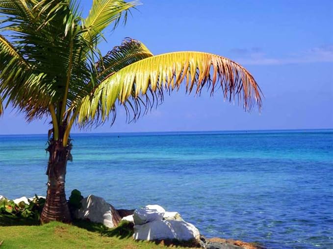 American Plant Exchange Coconut Palm Tree, Live Tropical Plant for Indoor & Outdoor Use, Malaysian Dwarf Green, Home, Garden, Landscape & Patio Décor, 2ft Tall with Pot Cover