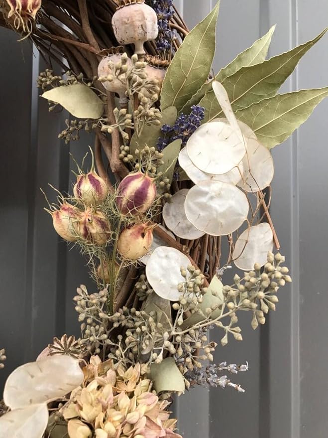 Money Plant Seeds - 150+ Count Packet - for 2024 Non GMO USA Lunaria Annual Honesty Silver Dollar Plant Wildflower Garden Flower