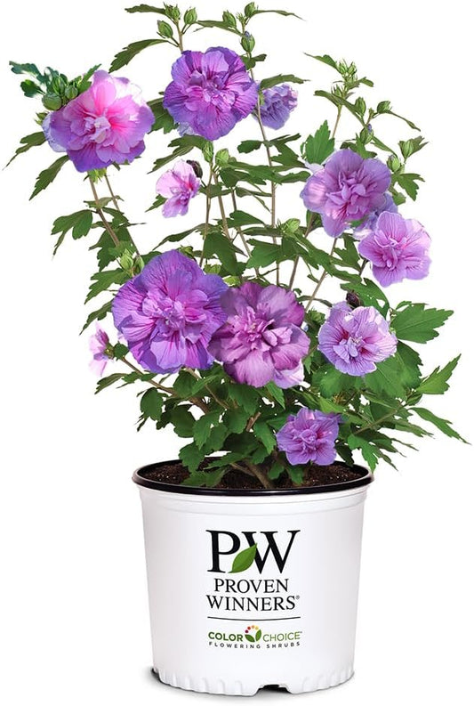 2 Gallon Proven Winners Hibiscus Dark Lavender Chiffon Shrub