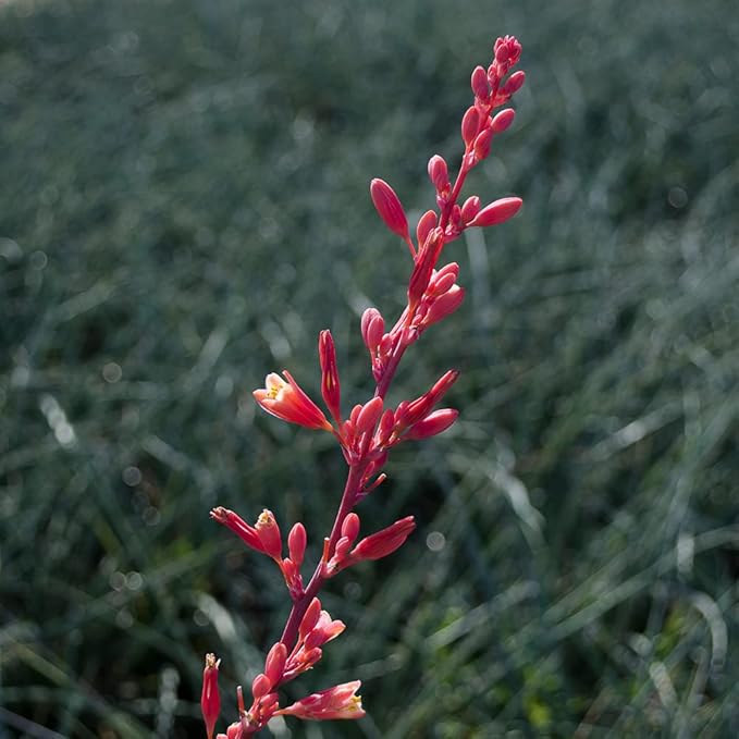 Live Succulents Plants Live Red Yucca Plant, Outdoor Plants Live Yucca Plants, Outdoor Yucca Plants Live Plants, Succulent Plants Live Outdoor Plants, Succulents Live Accent Plant by Plants for Pets