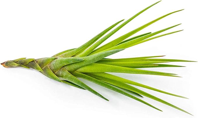 Tillandsia Air Plants Live Indoor Plants (75 Pack), Air Plants Bulk Party Favors or Wedding Favors Live Plants, Air Plant Lover Gifts, DIY Terrarium Kit, Air Succulents Plants Live by Plants for Pets