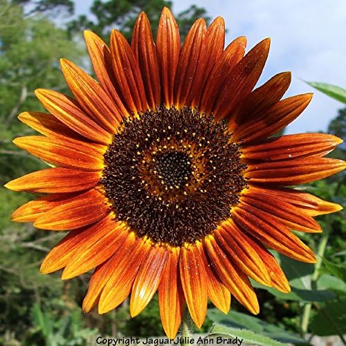 Non GMO Bulk Autumn Beauty Sunflower Seeds- Helianthus annuus (10 Lbs)