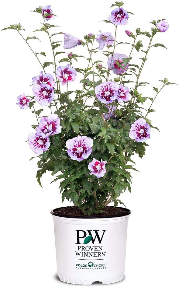 2 Gallon Proven Winners Hibiscus Purple Pillar Shrub