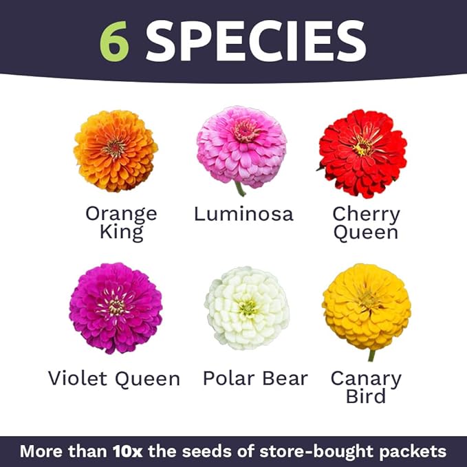 Zinnia Seeds - California Giants Mix - Large 1 Ounce Packet - 3,000 Flower Seeds - Mixed Colors and Large Blooms