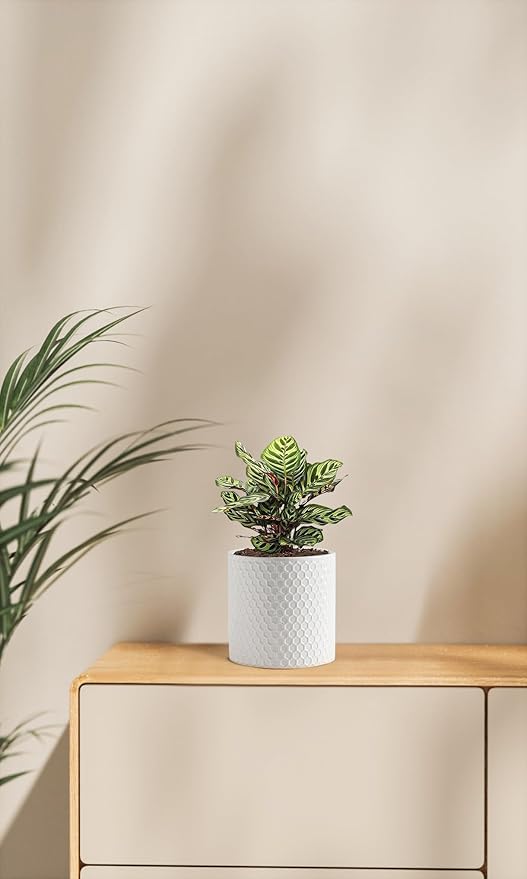 Docrin Ceramic Planters Indoor: 8 Inch Plant Pot with Drainage Holes for Home/Office - White Honeycomb