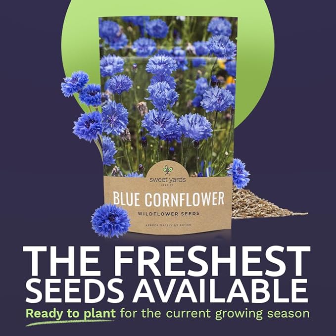 Blue Cornflower Seeds – Bachelor Buttons – Bulk Quarter Pound Bag – Over 20,000 Open Pollinated Non-GMO Wildflower Seeds – Centaurea cyanus