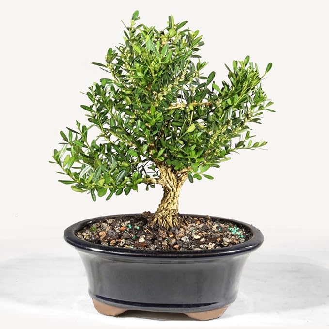Brussel's Bonsai Live Harland Boxwood Bonsai Tree - Medium, 5 Years, 8 to 12 Inches Tall - Outdoor Bonsai Tree with Ceramic Bonsai Pot