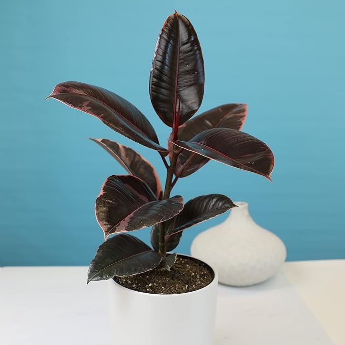 6" Ficus Ruby, Variegated Rubber Plant, Real House Plants, Desk Plants Live, Plant Decor for Bedroom, Floor Plants, Real Plants Indoor Live Plants Indoor Plants Live Houseplants by Plants for Pets