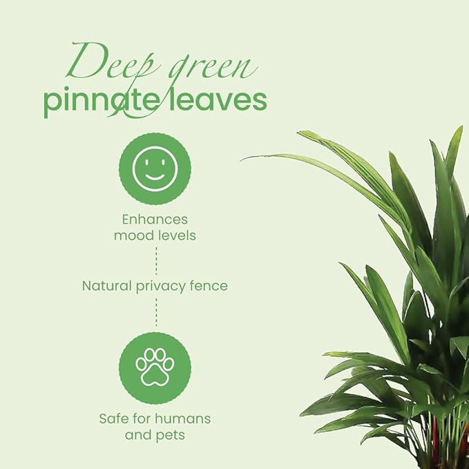 American Plant Exchange Lipstick Palm, Sealing Wax Live Plant, 10" Pot, Exotic Palm Tree, Green Foliage