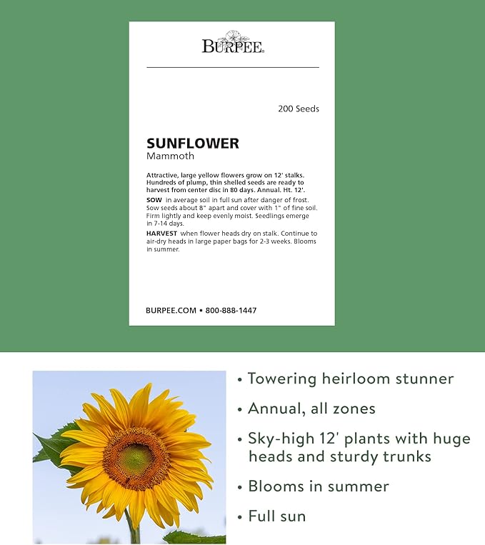 Burpee Mammoth Russian Sunflower Seeds 200 seeds