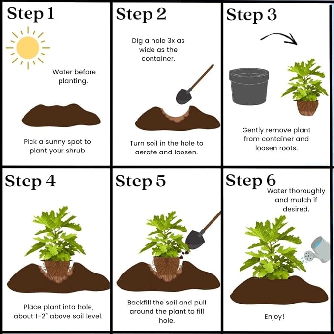 1 Gallon Fig Black Mission Shrub