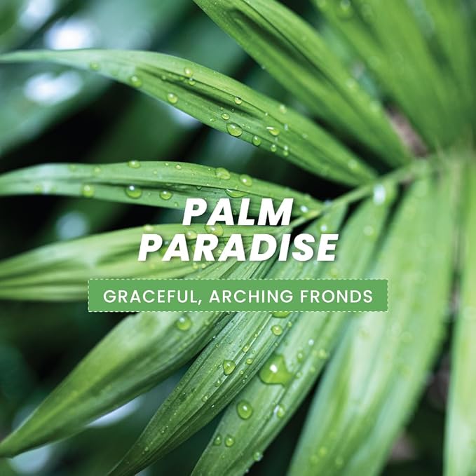 American Plant Exchange Kentia Palm Live Plant, 10-Inch Pot, Large Exotic Houseplant, Green Foliage