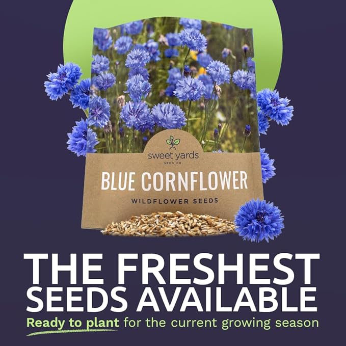 Blue Cornflower Seeds – Bachelor Buttons – Extra Large Packet – Over 5,000 Open Pollinated Non-GMO Wildflower Seeds – Centaurea cyanus