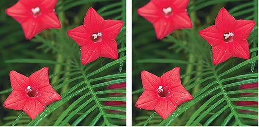 Burpee Red Cypress Vine Seeds 75 Seeds (Pack of 2)