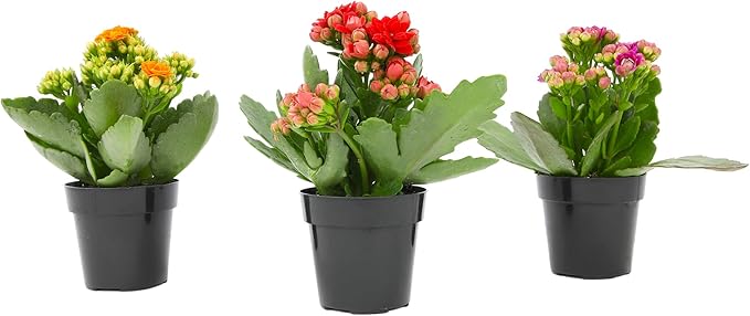 Kalanchoe Flower Plants 3PK, Desk Plant Decor, Live Succulent Gifts for Plant Lovers Gift Ideas, Kalanchoe Plants Live Houseplants Live Indoor, Live Succulents Plants Live Flowers by Plants for Pets