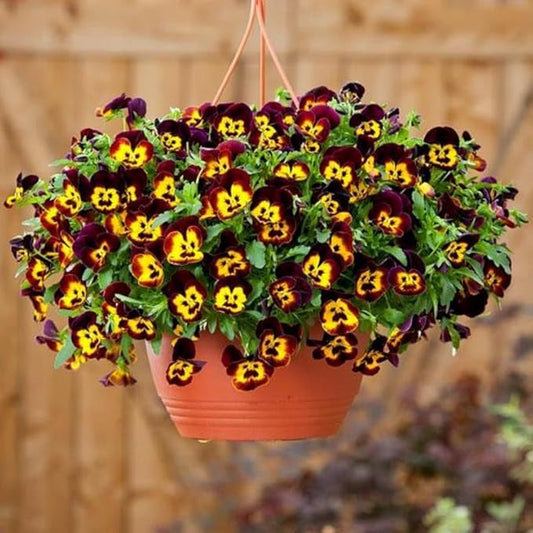 Seeds Cool Wave Fire Pansy Viola Flowers Annual