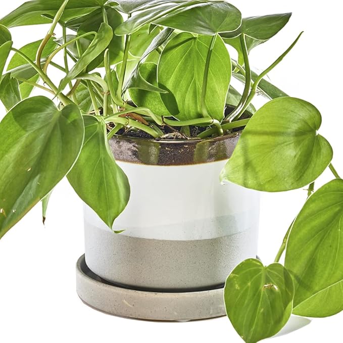 CHIVE ‘Minute’ Ceramic Planter Pot — Cute 5” Colorful Succulent Pots for Indoor & Outdoor House Plants — Beautiful Modern Farmhouse Kitchen Decor — Mocha Cement