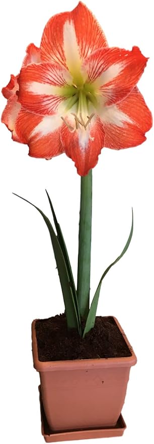 Amaryllis Growing Kit. Includes: Big Minerva Bulb, Plastic Pot and Saucer, and Professional Growing Medium