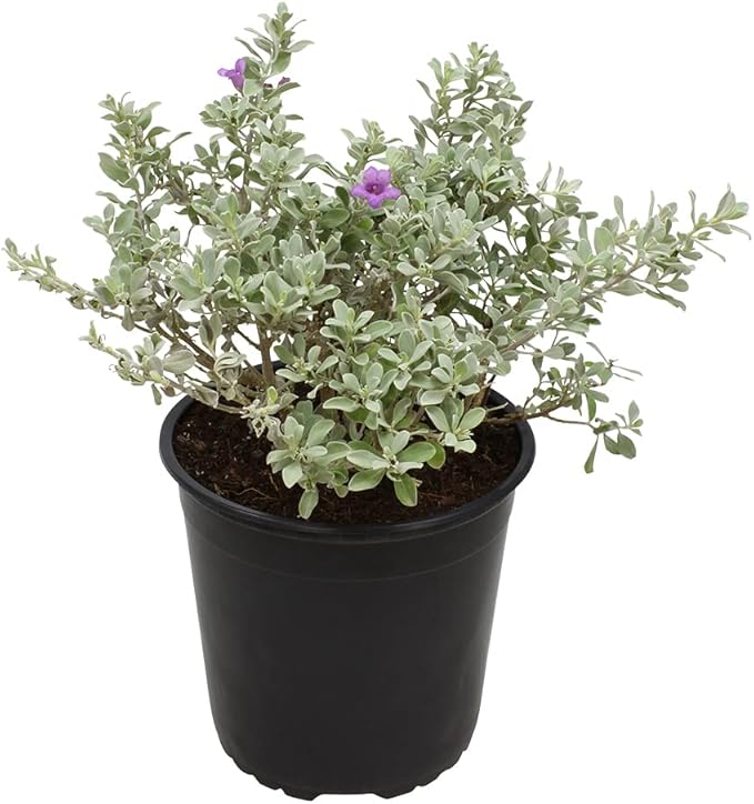 1G Silverado Sage Plant, Shrubs Live in Planters for Outdoor Plants Live, Live Plants Gardening Gifts, Live Plant Front Porch Decor, Sage Plants Edging for Landscaping, Garden Decor By Plants for Pets