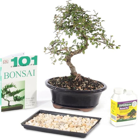 Brussel's Bonsai Live Chinese Elm Bonsai Outdoor Tree Gift Bundle - Small Bonsai Tree - Bonsai Kit with Ceramic Bonsai Pot and Bonsai Fertilizer