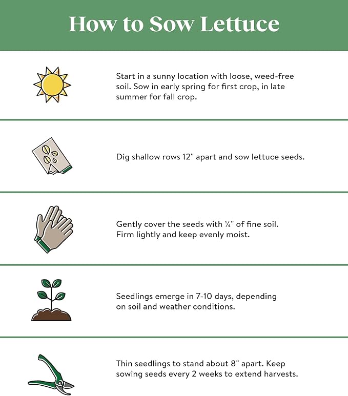 Burpee Looseleaf Blend Lettuce Seeds 1500 seeds