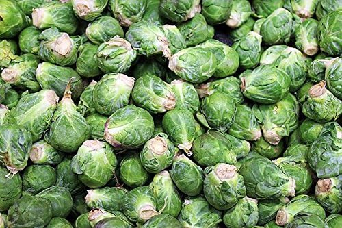 100+ Long Island Improved Brussel Sprouts Seeds Heirloom Non-GMO, Delicious from USA
