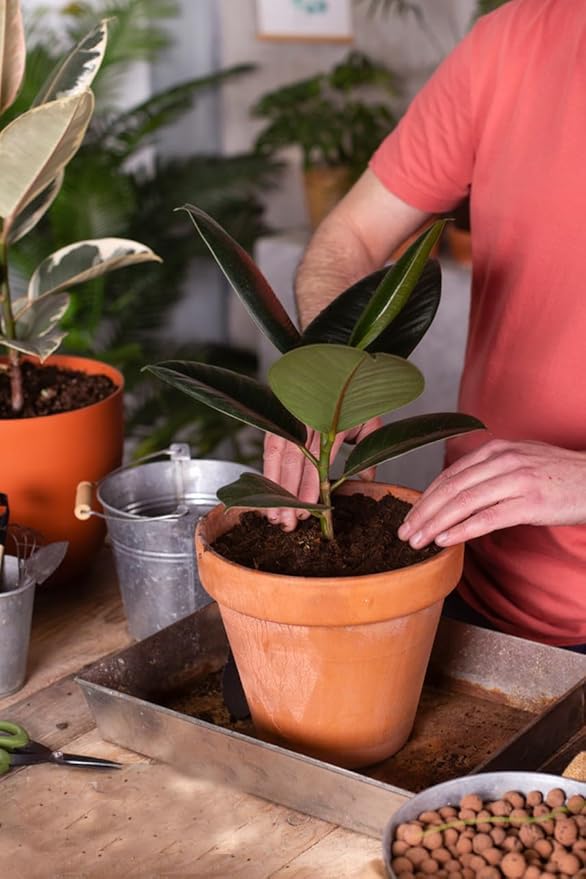 15 Quart Loose Coco Coir Potting Soil for Planting, Coconut Coir with Low EC and pH Balance for Gardening Plants, Flowers Herbs, Vegetables, Terrariums and Reptile Tanks