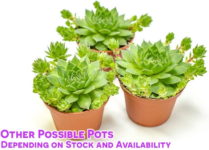 Sempervivum Succulents Plants Live Indoor Plants (3PK), Sempervivum Plants Live Houseplants, Hen and Chicks Live Plants Indoor House Plants, Rosette Succulent Plants in Plant Pots by Plants for Pets