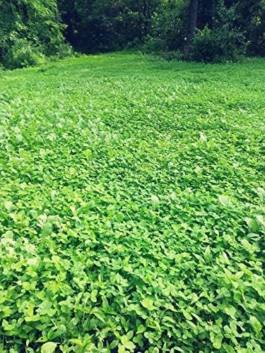Clover/Chicory | Select Seed Blends | All Season Whitetail Deer and Turkey Perennial Food Plot Seed | Drought Resistant | Easiest Turkey and Deer Feeders | 5 lb Bag | 3-Pack