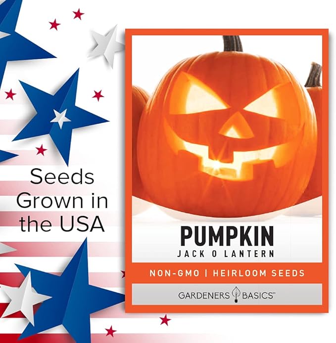 Gardeners Basics, Pumpkin Seeds for Planting (Jack O Lantern) Heirloom, Non-GMO Vegetable Variety- 2 Grams Seeds Great for Summer Pumpkin Gardens