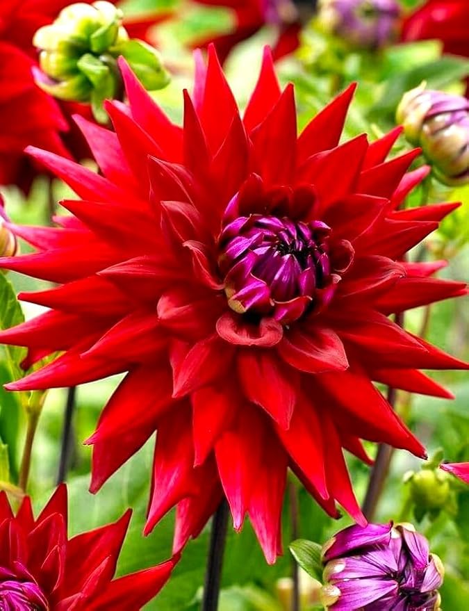 Needle Cactus Dahlia Seed Mix 50 Non-GMO Seeds for Planting