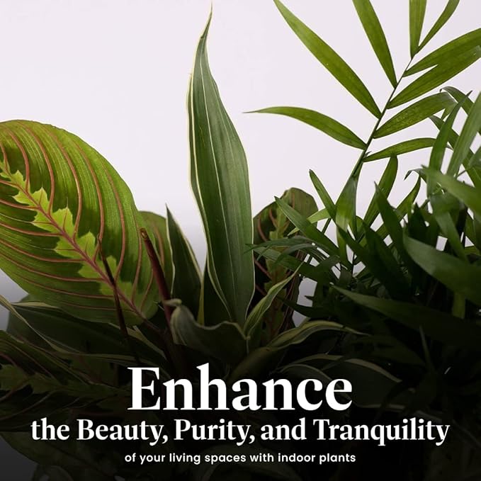 American Plant Exchange Live Dish Garden Assorted Foliage Plants, Ideal for Home and Garden Decor, 6" Pot