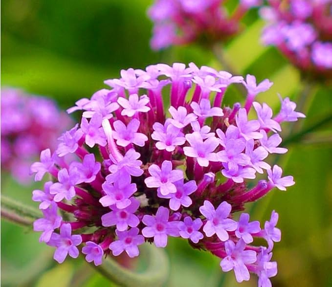 12000 Blue Vervain Flower Seeds Verbena Purpletop Vervain Verbena Officinalis