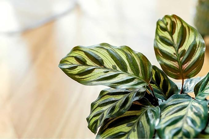 American Plant Exchange Calathea Makoyana, Live Prayer Plant, Small 4" Pot, Air-Purifying, Easy to Care Indoor Houseplant, Tropical Home Décor