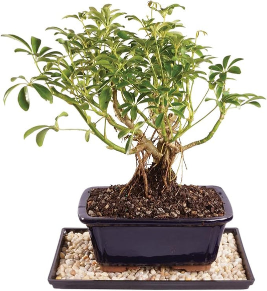 Brussel's Live Dwarf Hawaiian Umbrella Indoor Bonsai Tree - 4 Years Old; 8" to 10" Tall with Decorative Container, Humidity Tray & Deco Rock