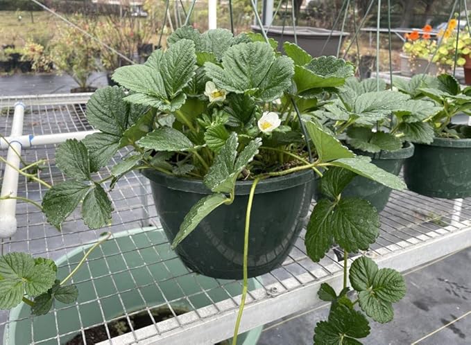 Enhanced Perlite Mix, Soil Amendment That Promotes Robust Growth with Diatomaceous Earth & Essential Nutrients for Plants, Transplanting, Garden Beds and Seedlings (8 QT)