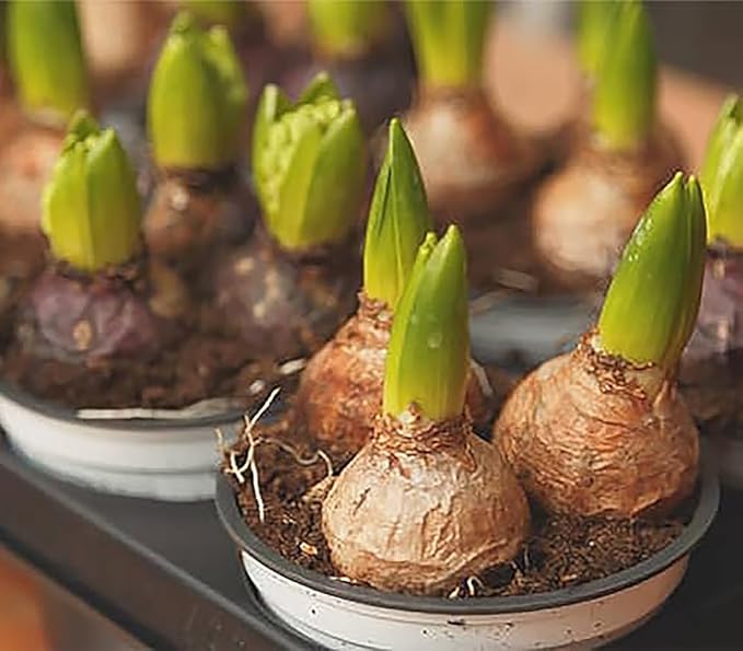 10 Aqua Hyacinth Bulbs - 16-17 cm, Beautiful Blue Blooms for Zones 4-10, Pre-Chilling Required for Zones 8-10 for Optimal Growth