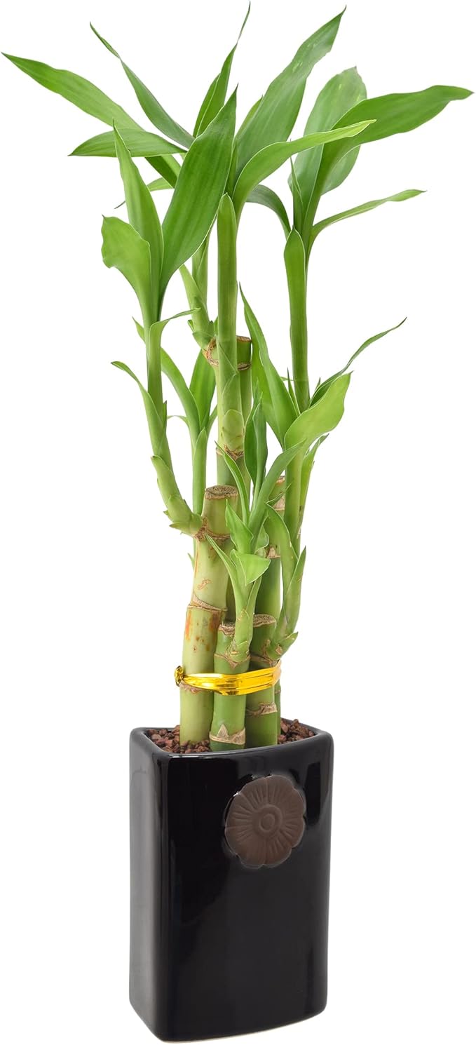 Arcadia Garden Products 5-Stem Lucky Bamboo, Live Indoor Plant in Contour II Ceramic Planter for Home, Work, or Gift, Black ***Cannot Ship to Hawaii***