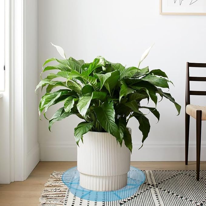 2 Pack Plant Saucer Drip Tray 12 inch, Heavy Sturdy Plastic Planter Flower Pot Saucers for Indoor Outdoor Garden, Plant Water Drip Trays for pots (12" 2Pack, Blue)