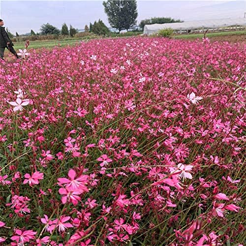 100+ Gaura lindheimeri Flower Seeds White & Pink Gaura Whirling Butterflies Summer Breeze
